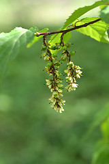 Image showing spike tree