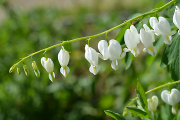 Image showing Bleeding heart