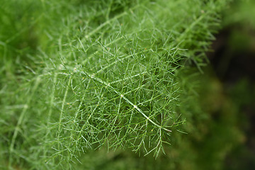 Image showing Fennel