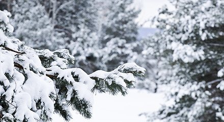 Image showing Winter landscape