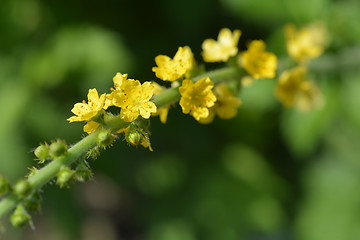 Image showing Common agrimony flowers