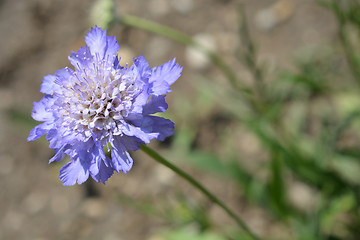 Image showing Caucasian pincushion flower