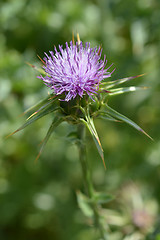 Image showing Milk thistle flower