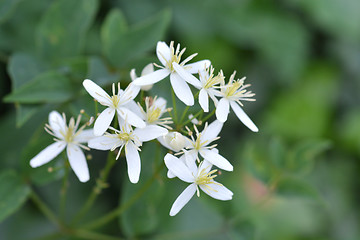 Image showing Erect clematis