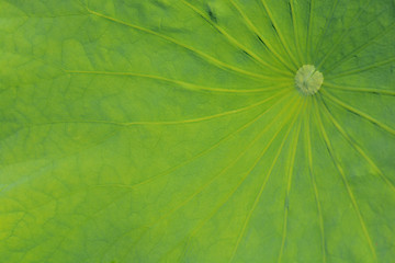 Image showing Green leaf