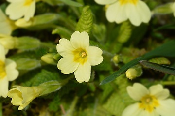 Image showing Common primrose