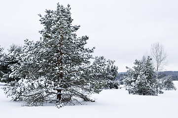 Image showing Winter landscape