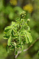 Image showing Dalmatian laburnum