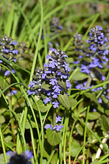 Image showing Dark purple bugle