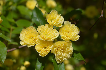 Image showing Lady Banks rose