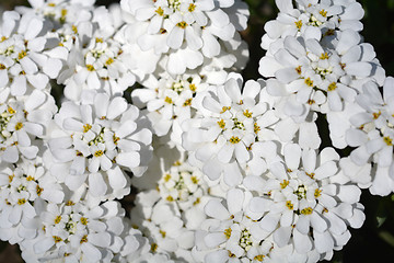 Image showing Evergreen Candytuft