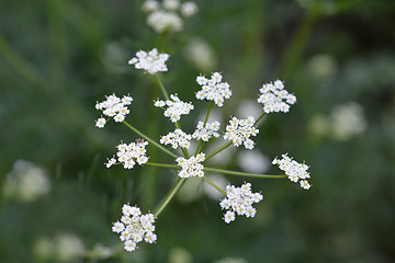 Image showing Cumin flower