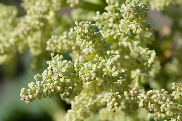 Image showing Rhubarb flower