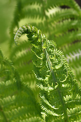 Image showing Ostrich Fern