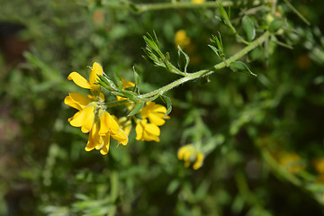 Image showing Spanish Gorse