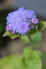 Image showing Blue flossflower