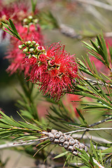 Image showing Scarlet bottlebrush