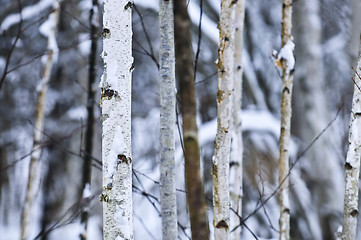 Image showing Tree trunks in winter