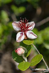 Image showing Feijoa flowers