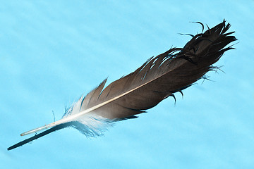 Image showing Stork feather