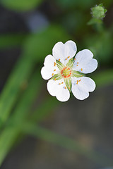 Image showing Rock cinquefoil