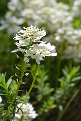 Image showing Evergreen Candytuft