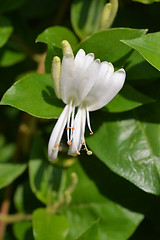 Image showing Japanese honeysuckle