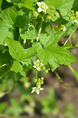 Image showing English mandrake