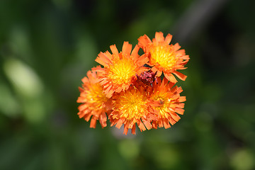 Image showing Orange hawkweed