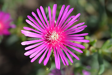 Image showing Trailing Iceplant