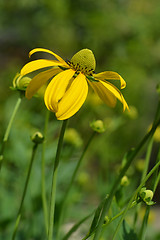 Image showing Autumn Sun Coneflower