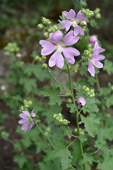 Image showing Garden tree-mallow