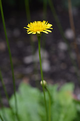 Image showing Rough Hawkbit