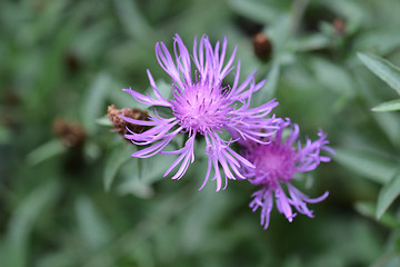 Image showing Knapweed flowers