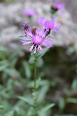 Image showing Knapweed flowers