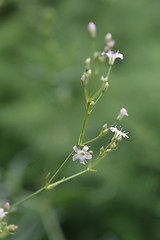 Image showing Perennial Babys Breath