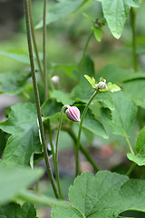 Image showing Japanese anemone