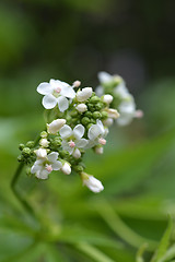 Image showing Glade mallow