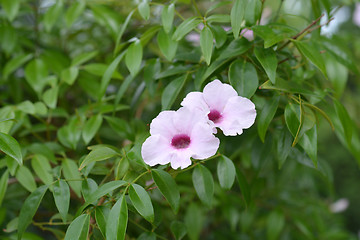 Image showing Pink bower vine