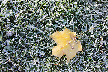 Image showing Autumnal Frost on a Grass