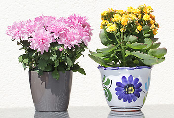 Image showing Beautiful Kalanchoe and Asters