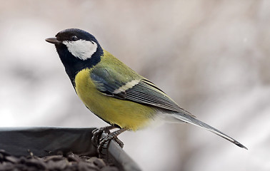 Image showing Great Tit at a Feeder