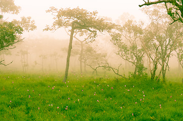 Image showing Siam Tulip Field