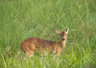 Image showing Sika or spotted deer in elephant grass tangle