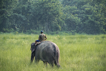 Image showing Mahout or elephant rider riding a female elephant