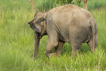 Image showing Asian elephant eating grass or feeding in the wild