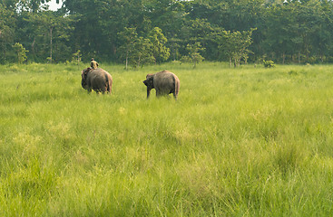 Image showing Mahout or elephant rider with two elephants