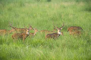 Image showing Sika or spotted deers herd in the elephant grass