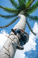 Image showing Adult male climbs coconut tree to get coco nuts