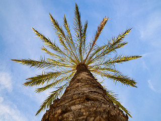 Image showing Bottom point of view up of sunlit phoenix date palm tree